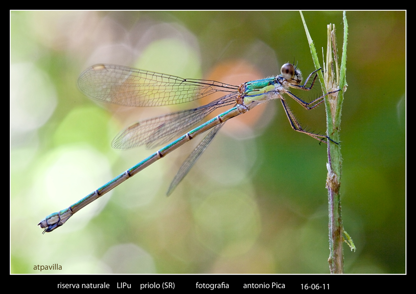 donzella,sotto i riflettori