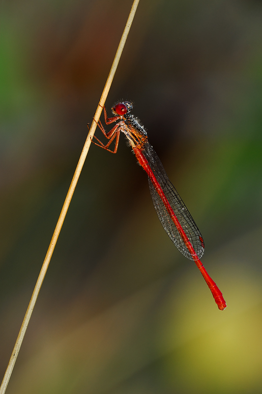 True colors of nature