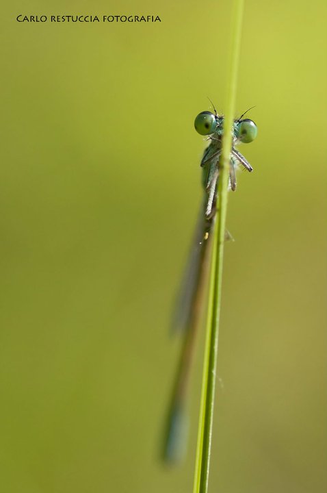 Mi nascondo, cos� non mi trovi!