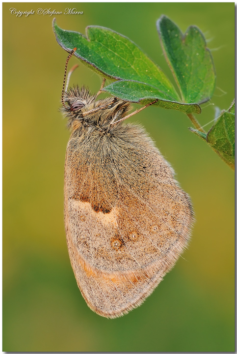 Pamphilus al primo sole