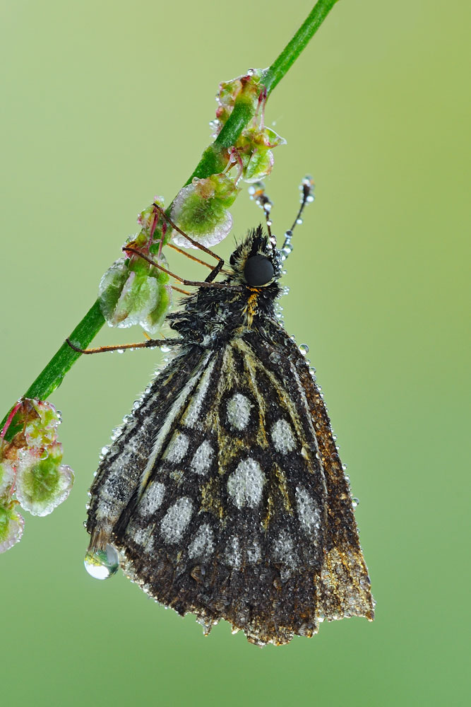 Heteropterus morpheus