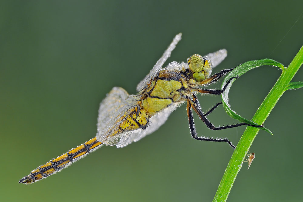 Orthetrum cancellatum