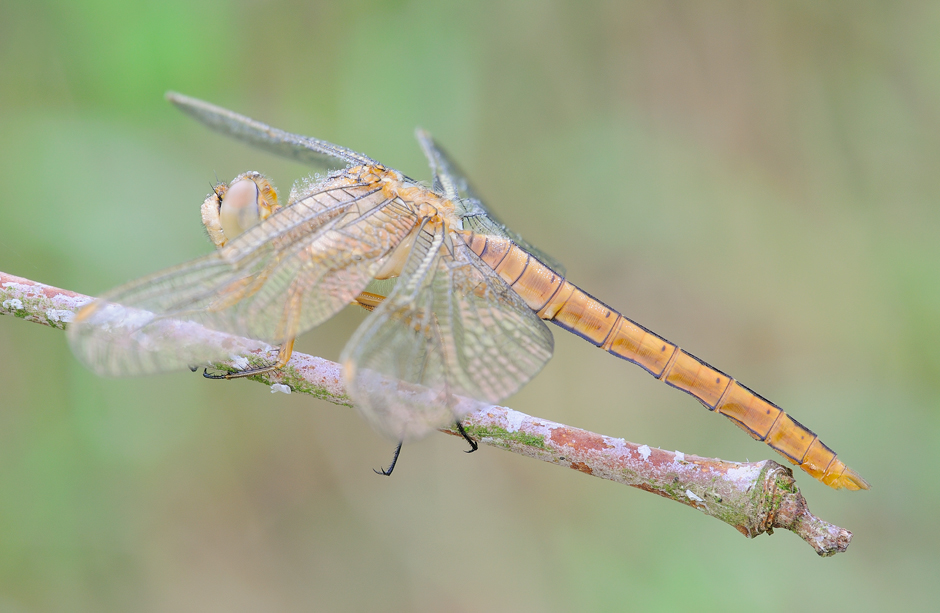 Orthetrum brunneum