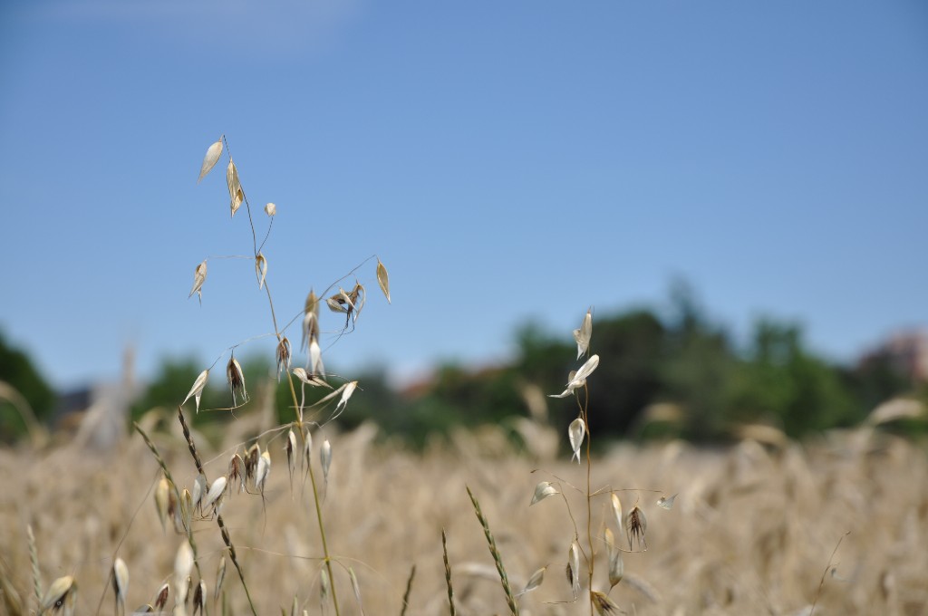 Tranquillit� di fronte a casa