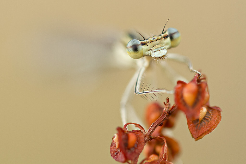Ritratto di damigella