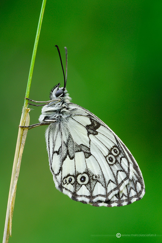 Melanargia galathea