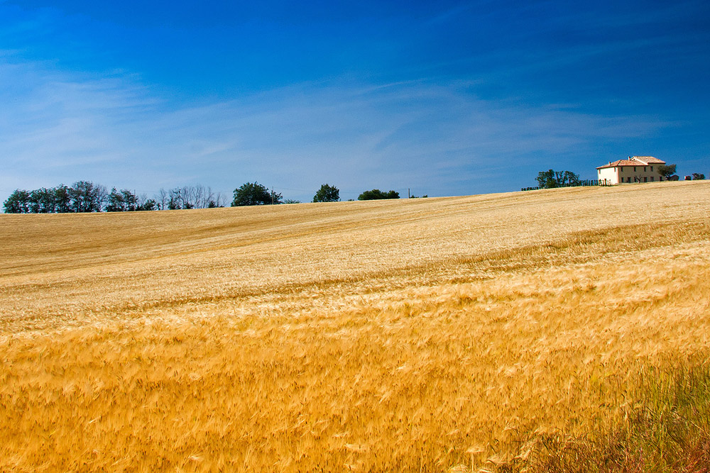 Ci guadagno - disse la volpe - il colore del grano