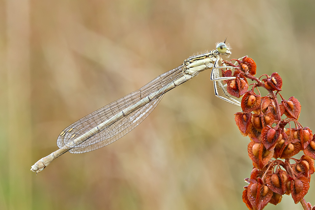 Damigella in "rosso"