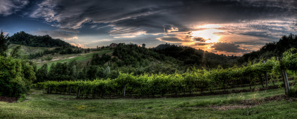 Colli Bolognesi: vigneto