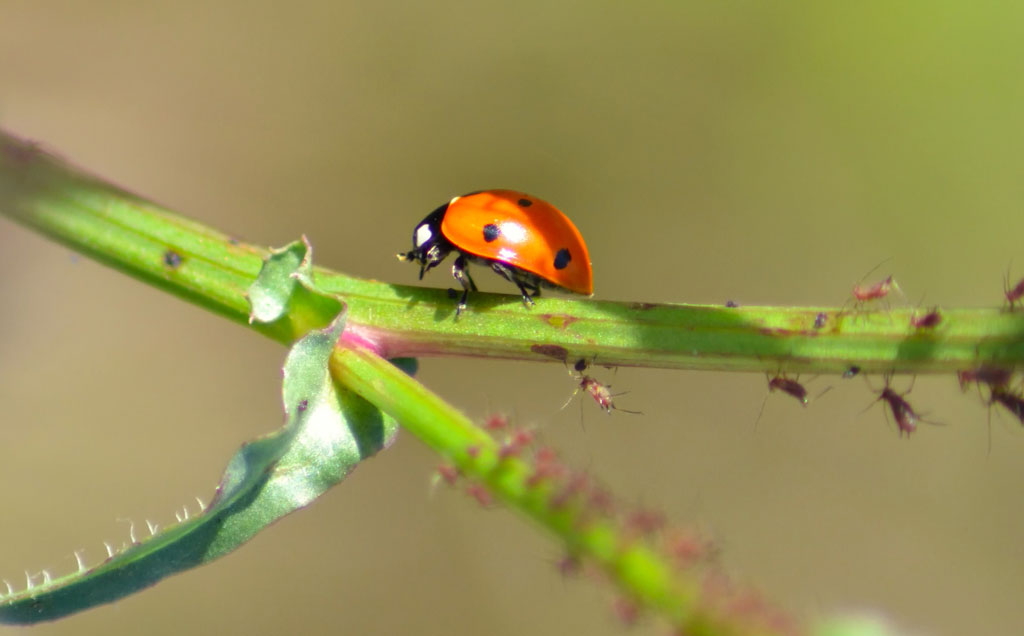 Coccinella