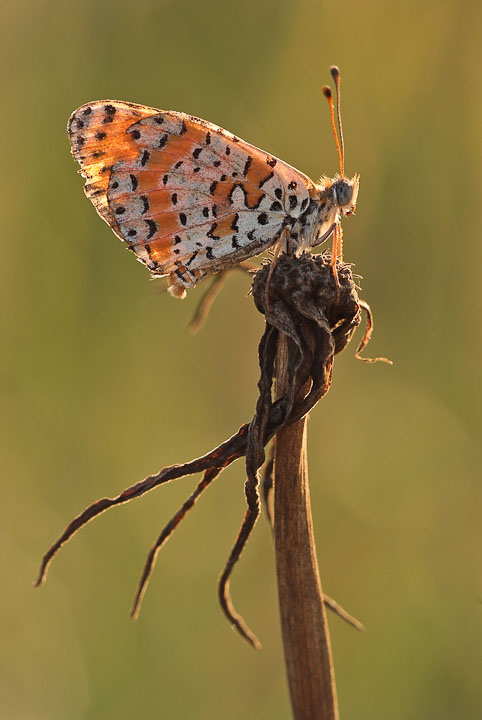 melitaea