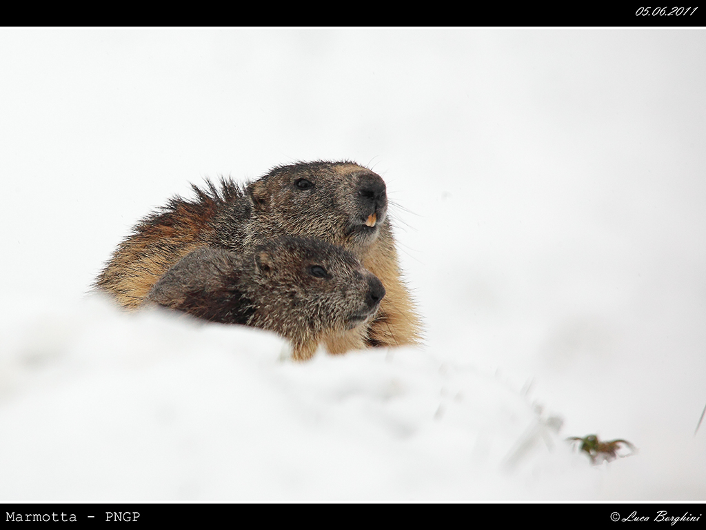 Marmotta # 1 - con cucciolo