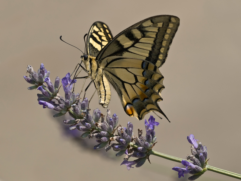 macaone....bello attivo....