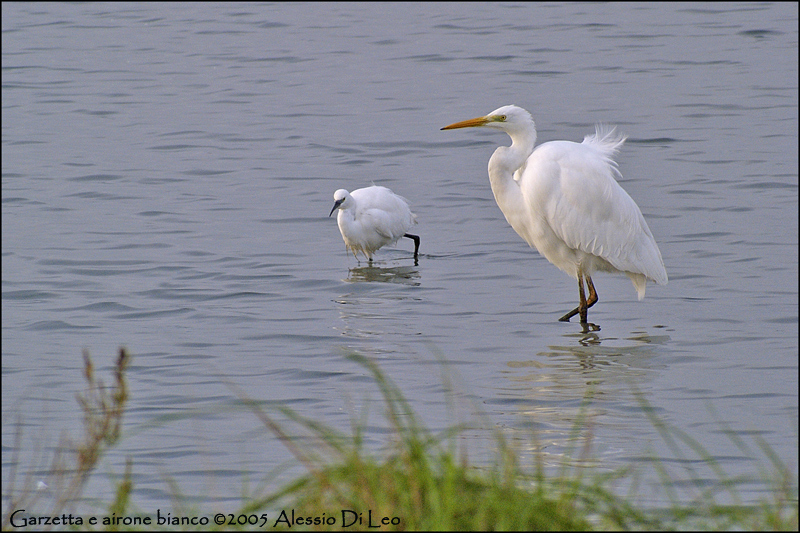 Airone bianco e garzetta insieme a pesca