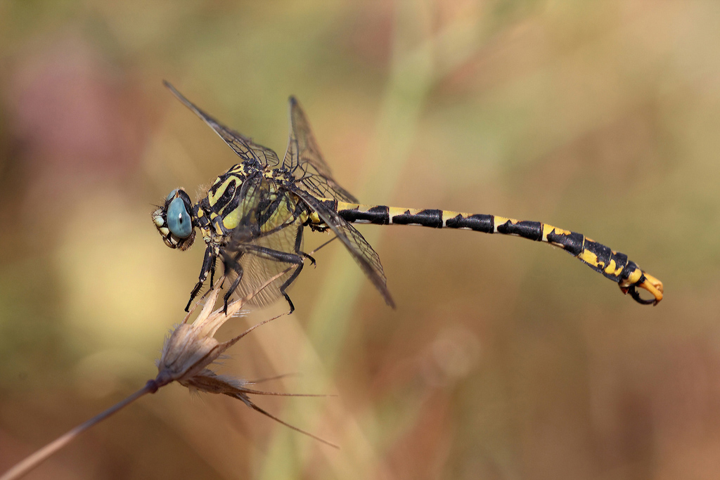 ...Occhi Ruffiani...!!!