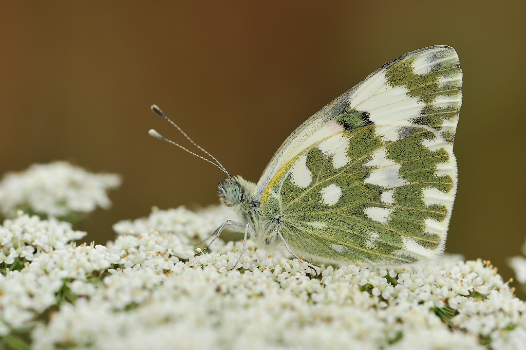 Un soffice posatoio per Pontia Edusa