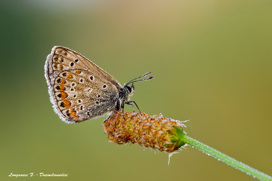 Plebejus argus - femmina (2000 px)