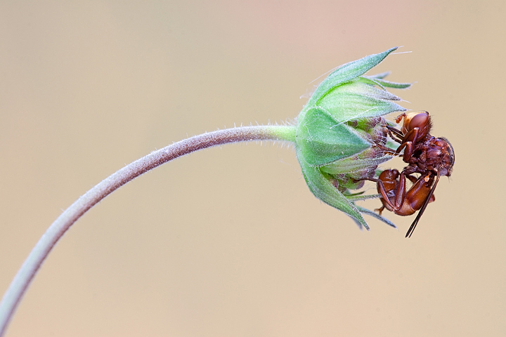 piccola Physocephala