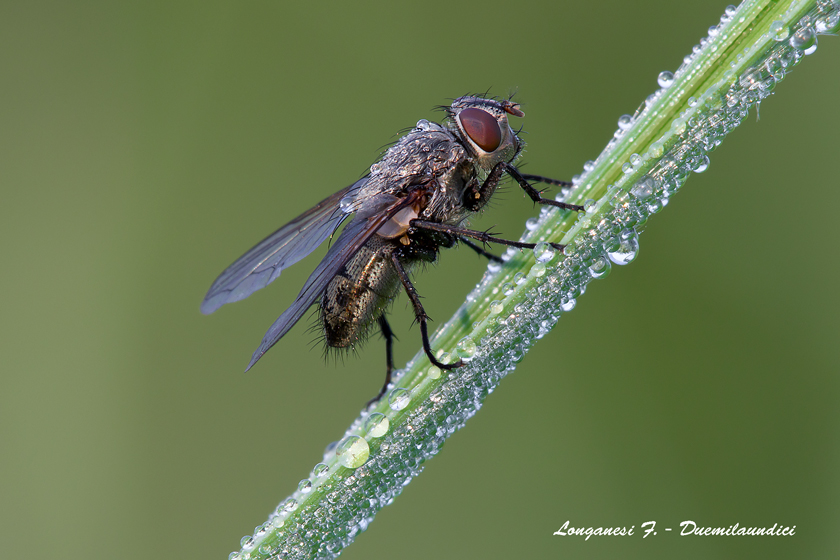 Semplicemente mosca 1:1