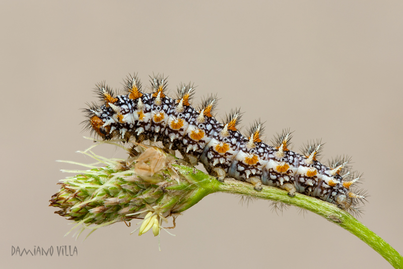 ...Un bruchetto trallall�...