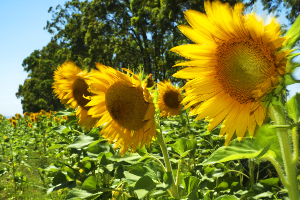 mosso ....dal vento !!!