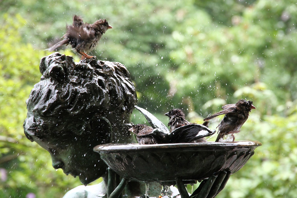 bagno a Central Park