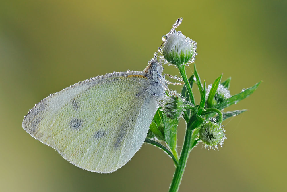 Pieris rapae