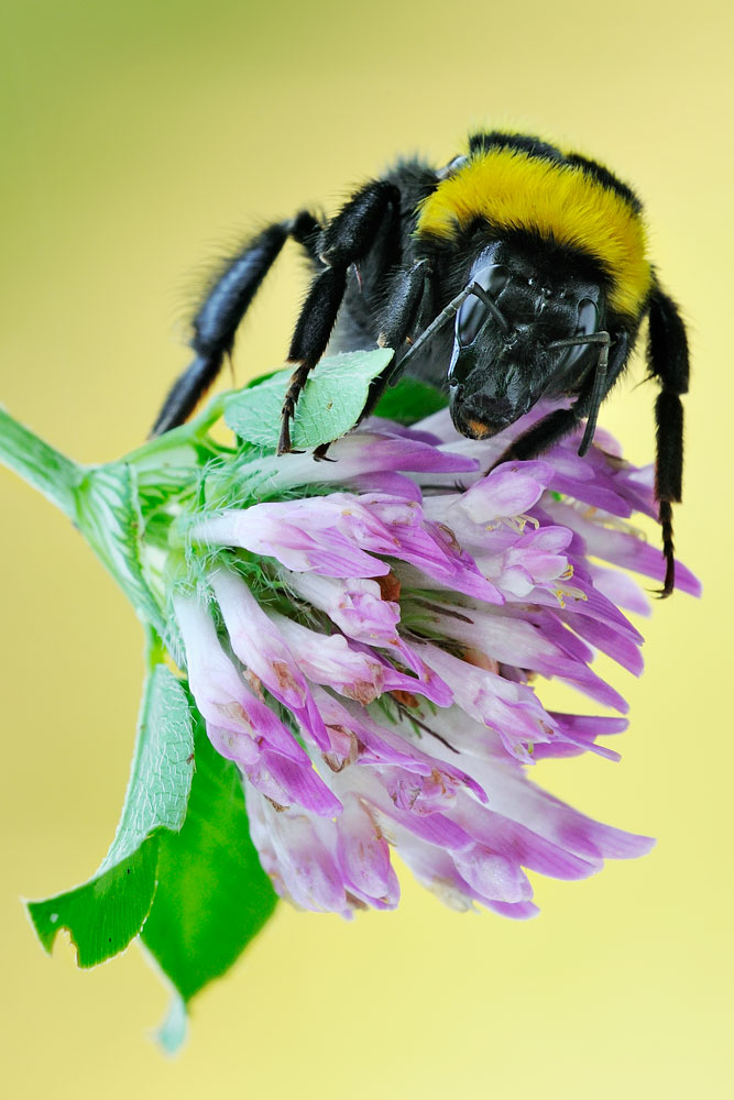 Bombus sp.
