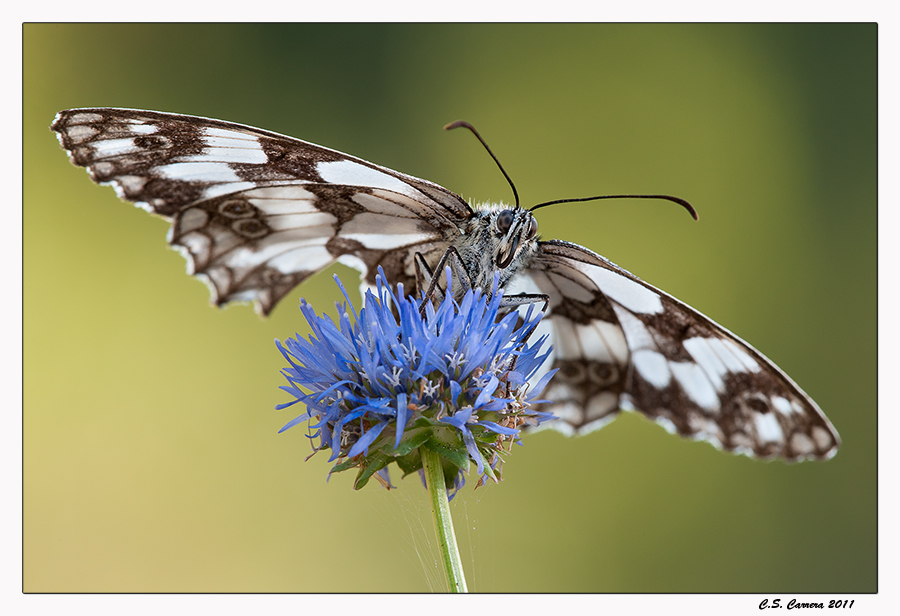 Melanargia Russiae