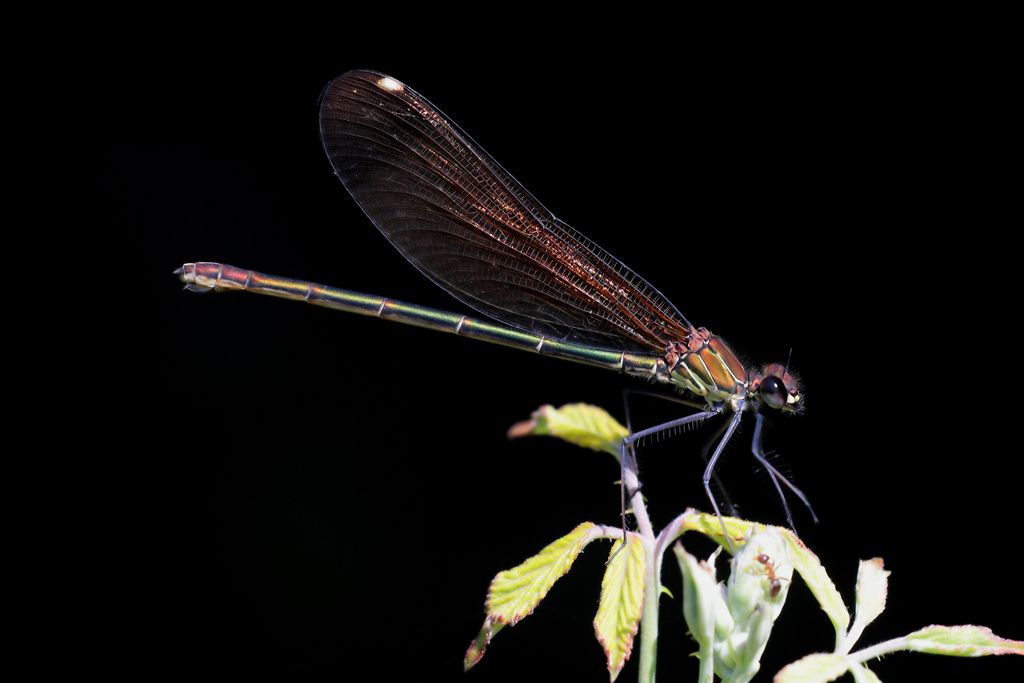 ...Buon Vicinato...!!!