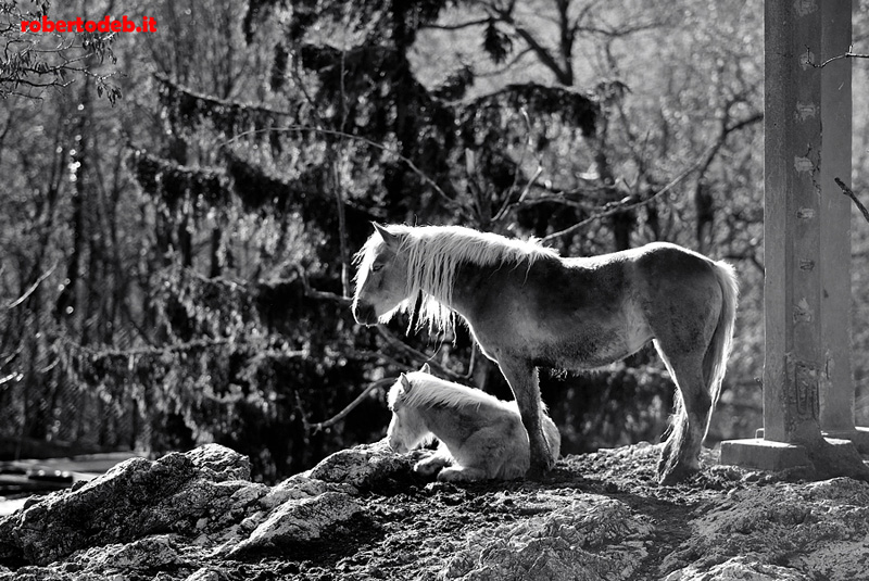 Cavalli (quasi) selvaggi