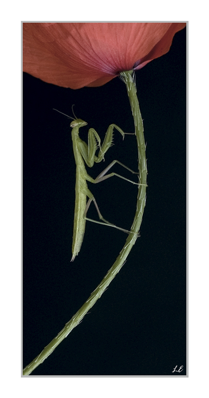 da un fiore all'altro..