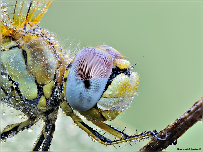 Onychogomphus forcipatus ?