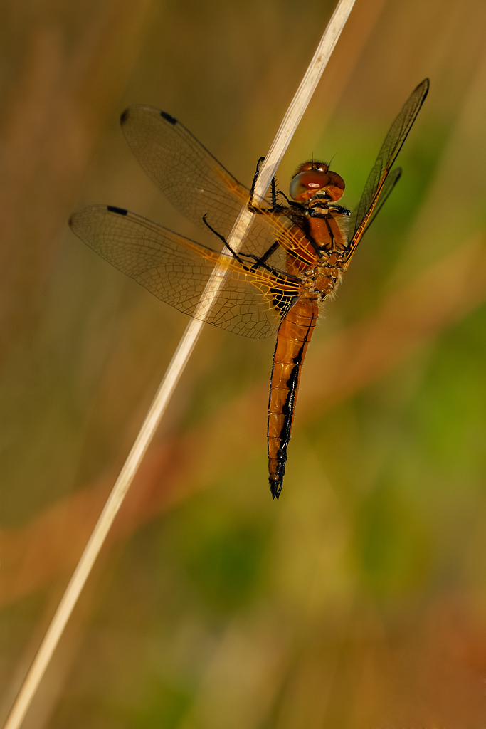 Libellula