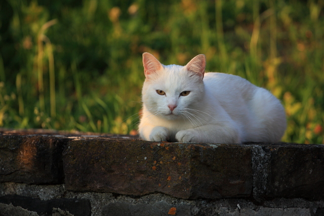 Gatto al tramonto