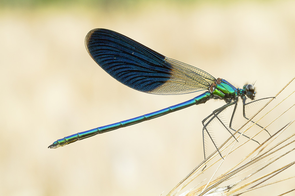 Calopteryx splendens