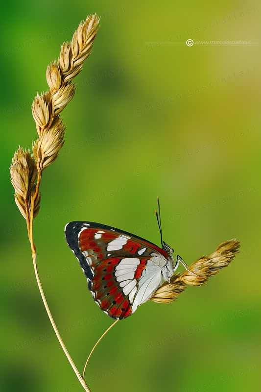 Limenitis reducta