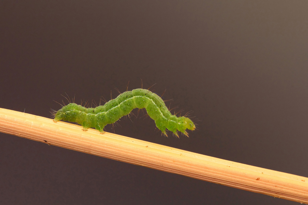 ...Dragone Verde...!!!