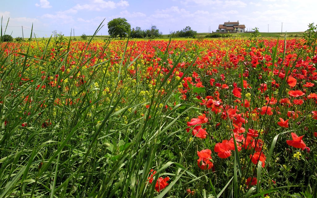 Papaveri nel Monferrato