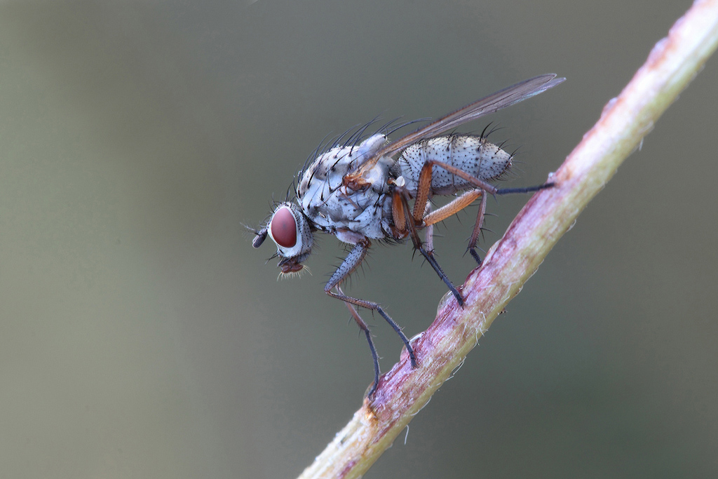 ...Alle Prime Luci...!!