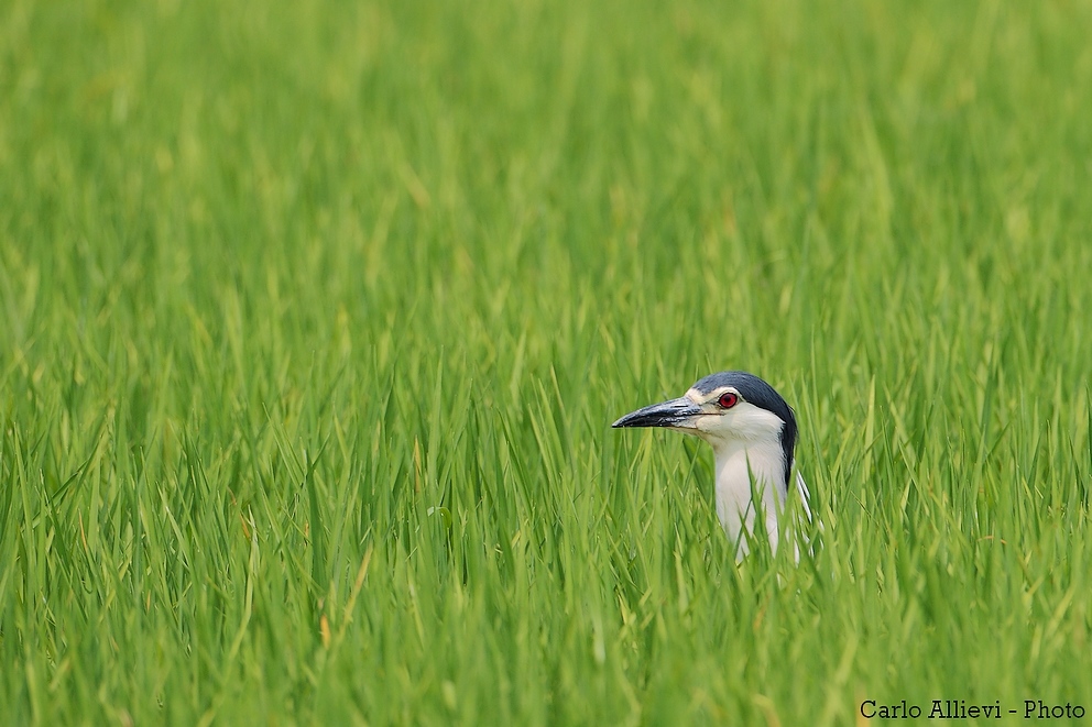 Mi sar� nascosta bene???