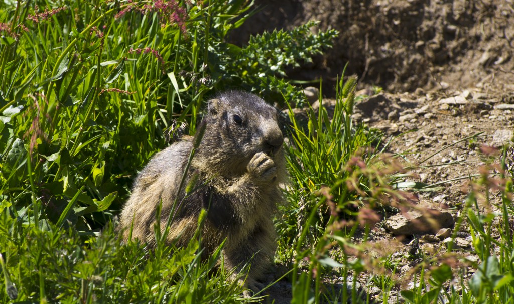 Marmotta