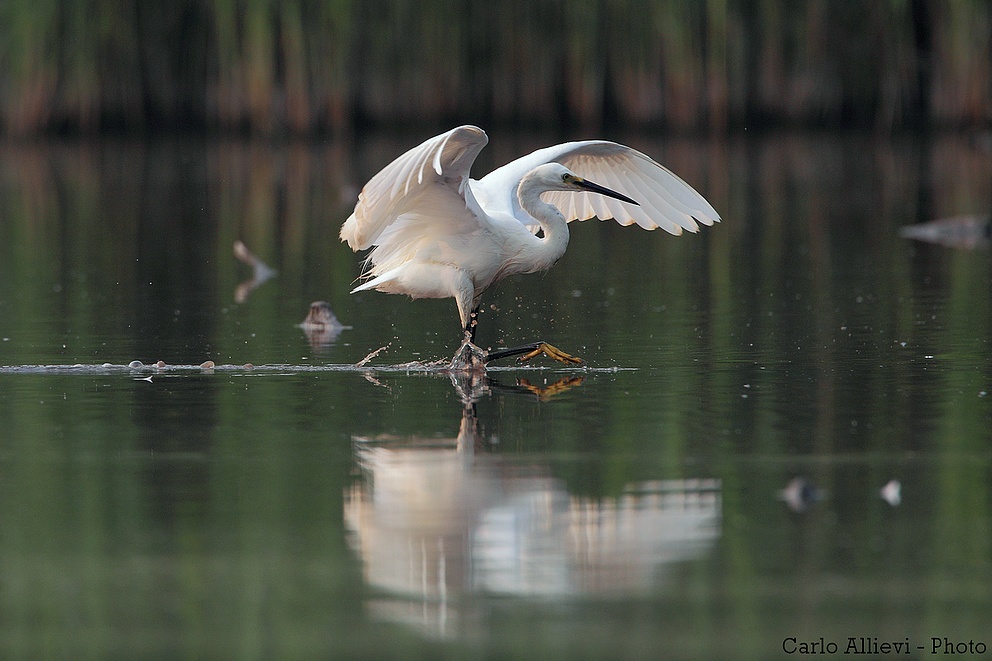 Camminare sull'acqua