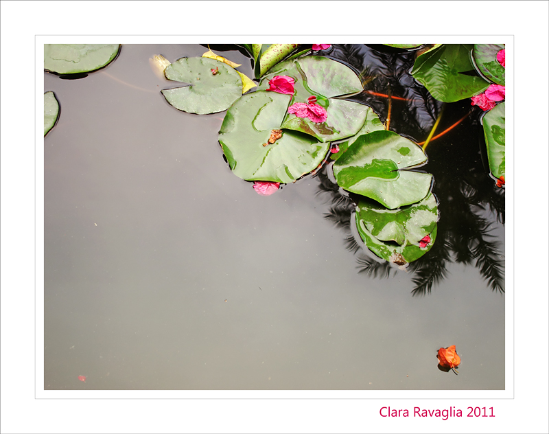 Beauty... in the water