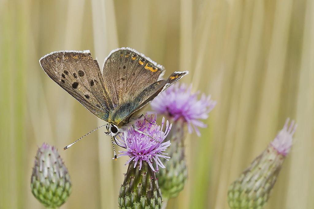 tra un fiore e l'altro........