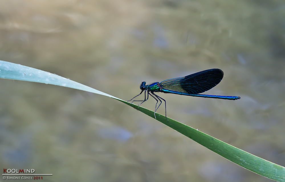 Calopteryx splendens