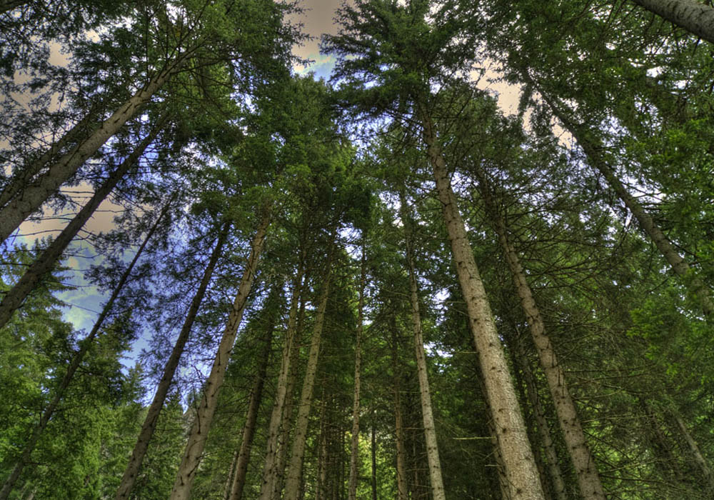 Slancio verso l'alto...