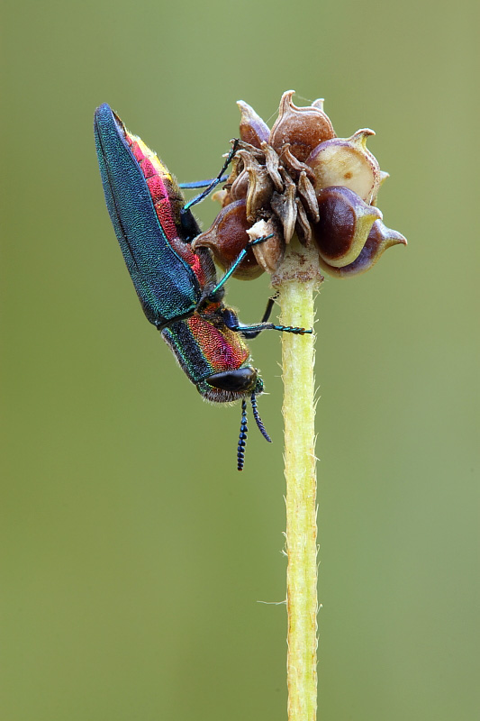 Anthaxia (Cratomerus) hungarica hungarica (Scopoli, 1772) - Buprestidae