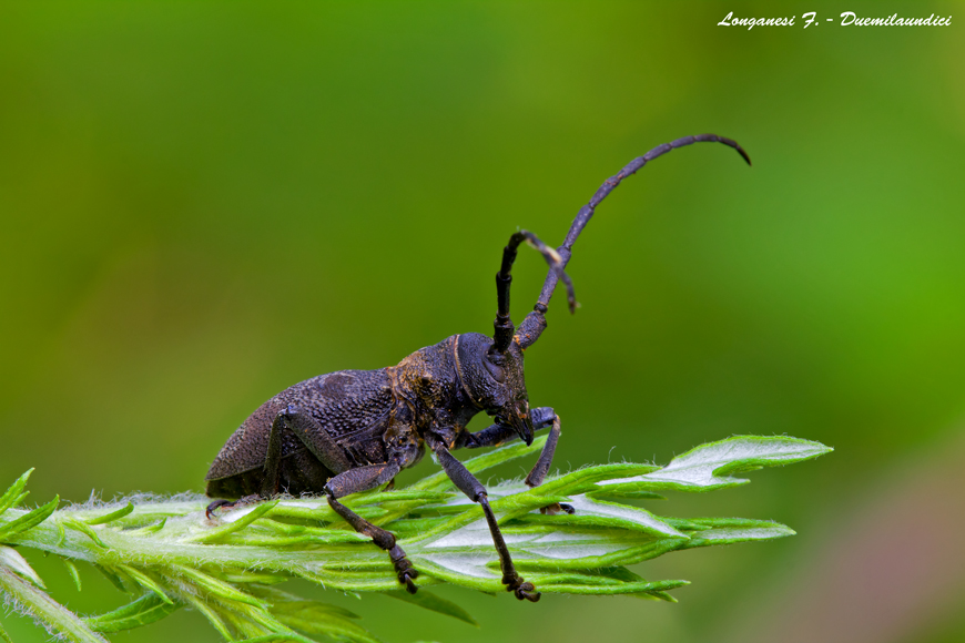 Coleottero Cerambycidae (?????) 3.000 pixel