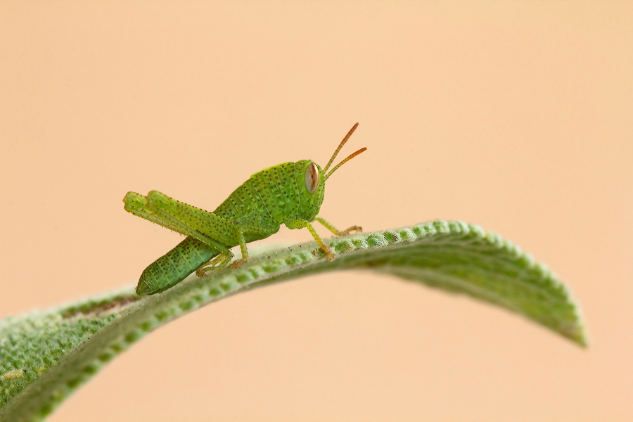 ...L'Amico Del Gigante...!!!